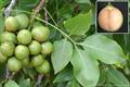 Spanish lime